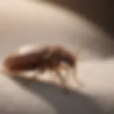 Close-up view of a bed bug on fabric