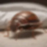 Illustration of various bed bug protector types