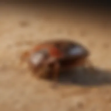 Detection Techniques for Bed Bugs Visual guide to detecting bed bugs in wood
