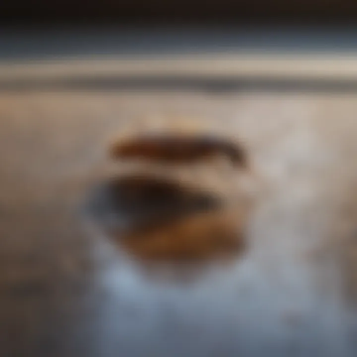 Safety Measures in Using Borate for Pest Control Safety measures in using borate for pest control