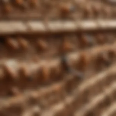 Elements of a Standard Termite Control Contract Components of a Typical Termite Contract