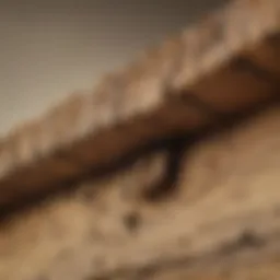 Close-up of drywood termite damage on wooden beams