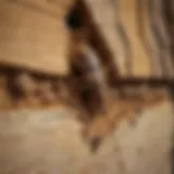 Close-up view of termite damage on wood