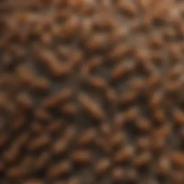 Close-up view of Formosan termite colonies