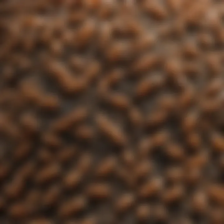 Close-up view of Formosan termite colonies