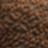 Formosan Termite Colonies Close-up view of Formosan termite colonies