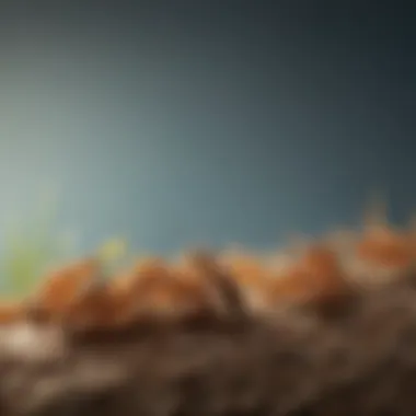 Diagram illustrating the life cycle of Formosan termites