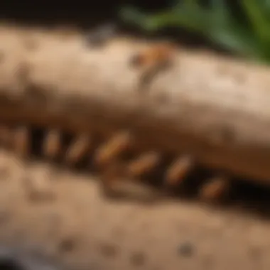 Infographic on prevention strategies against Formosan termites