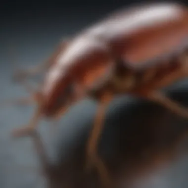 Active Ingredients in Gold Cockroach Gel Illustration of the active ingredients found in gold cockroach gel