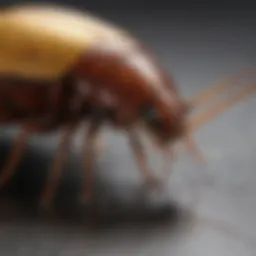 A close-up view of gold cockroach gel with a focus on texture and consistency