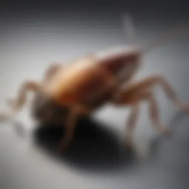 Environmental Impact of Gold Cockroach Gel An infographic showing environmental considerations related to gold cockroach gel use