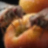 Close-up view of fruit flies on ripe fruit