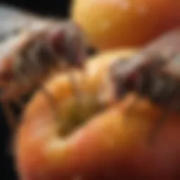Close-up view of fruit flies on ripe fruit
