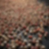 An assortment of various mice bait pellets showcased on a surface.