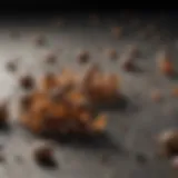 Close-up of Mouse Droppings Close-up view of mouse droppings on a surface