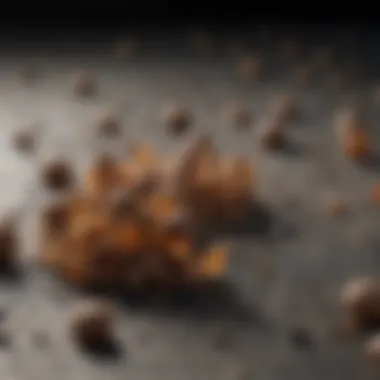 Close-up of Mouse Droppings Close-up view of mouse droppings on a surface