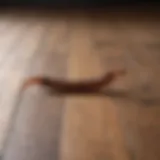 A close-up view of a centipede on a wooden floor.