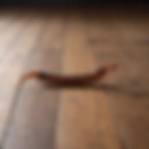 A close-up view of a centipede on a wooden floor.