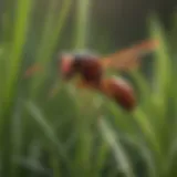 Close-up of a red wasp perched on grass