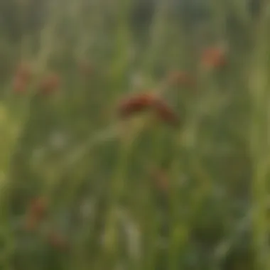 Diverse grassland ecosystem featuring red wasps