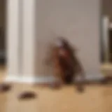 Infestation of cockroaches in a residential setting