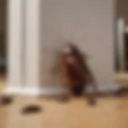 Infestation of cockroaches in a residential setting