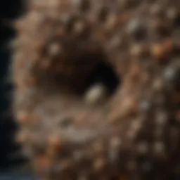 Close-up of a stink bug nest showcasing its intricate structure.