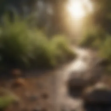A serene environment impacted by tac extermination, displaying before and after effects.