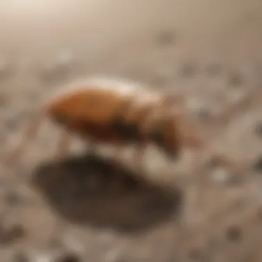Comparative Analysis of Talstar and Other Treatments Comparison of Talstar with other termite treatments