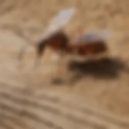 Detailed breakdown of termite treatment costs