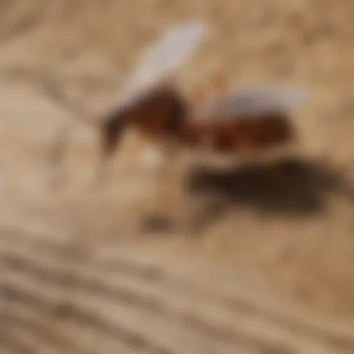 Detailed breakdown of termite treatment costs
