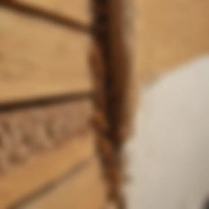 Signs of termite infestation in a home
