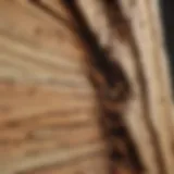 Close-up of termite damage in wood