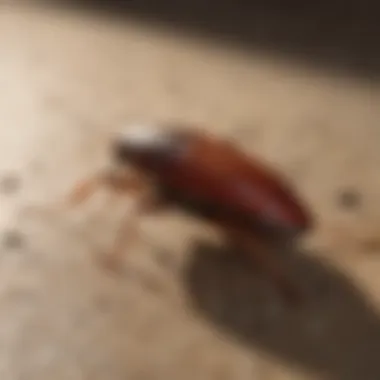 Visual representation of potential health risks related to cockroaches