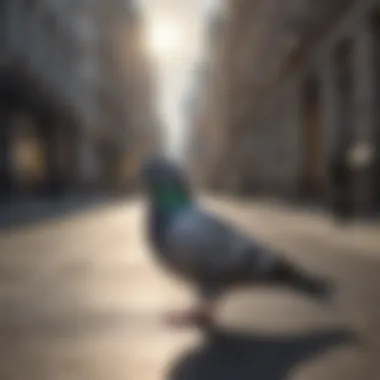 Pigeons in a Cityscape Pigeons in an urban environment