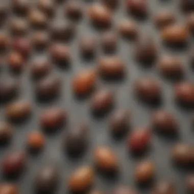 Diversity of Tick Species Close-up of various tick species on a natural surface