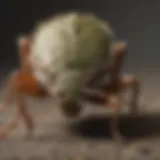 Illustration depicting the defense mechanism of stink bugs