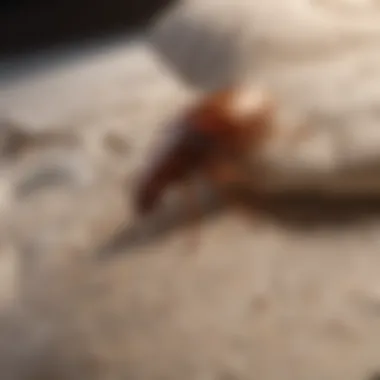 Unveiling the Life Cycle of Bed Bugs Bed Bug Lifecycle Unveiled