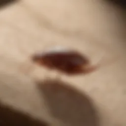 Eradicating Bed Bugs Naturally