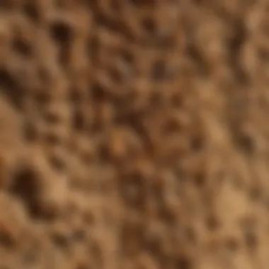 Presence of Termite Frass Termite Frass