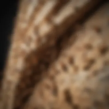 Swarming Termites in Wall Termite Swarmers