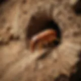 Close-up of a termite tunneling through wood