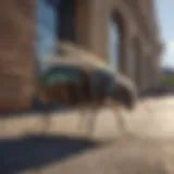 Urban Pest Control Tactics in Dallas