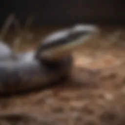 Diverse snake species known for their effectiveness in controlling rat populations