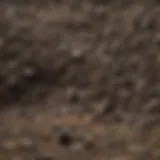 Close-up view of bat guano showcasing its texture and form