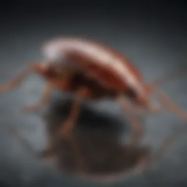 Close-up of cockroach on a surface