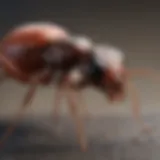 Ant Anatomy