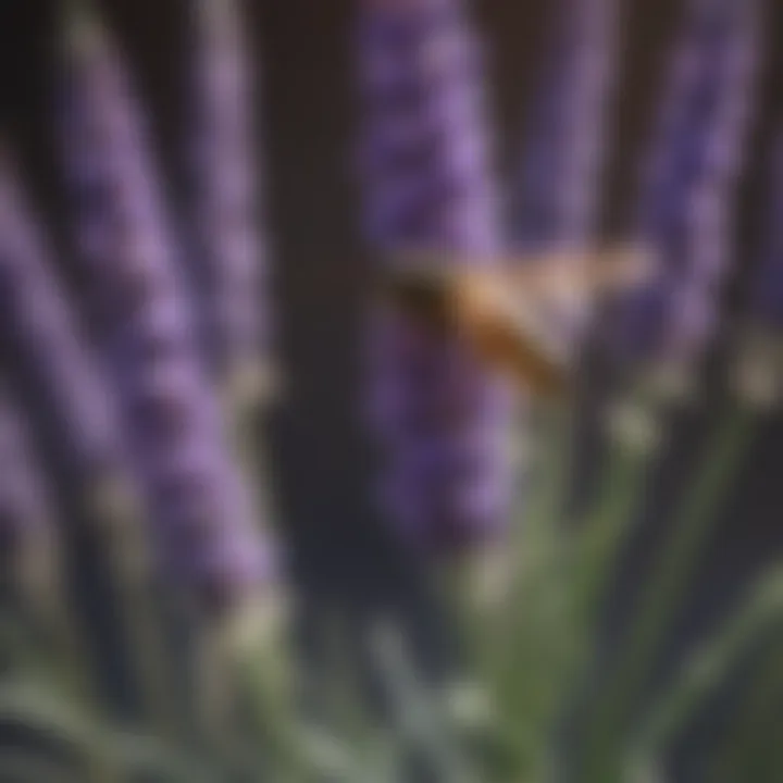 Close-up of a lavender plant with blooming flowers