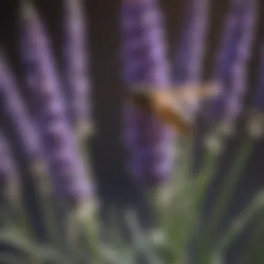 Lavender: A Fragrant Wasp Repellent Close-up of a lavender plant with blooming flowers