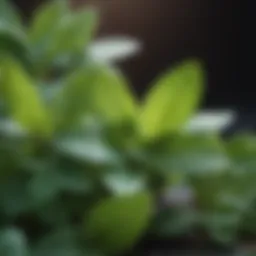 Fresh mint leaves, a natural solution for pest control